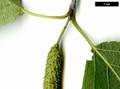 SpeciesSub: subsp. szechuanica